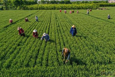 秦豐種業(yè):小麥去雜去劣忙