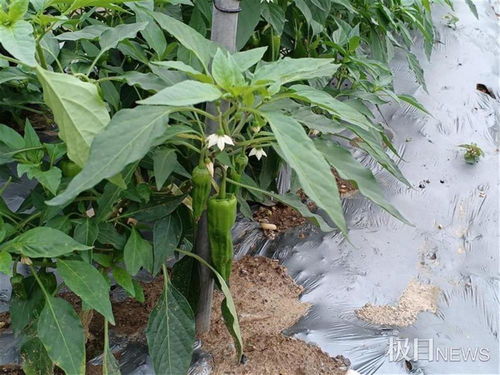 3200種農(nóng)產(chǎn)品吸引2萬(wàn)余市民看稀奇,多個(gè)新品種亮相武漢種博會(huì)