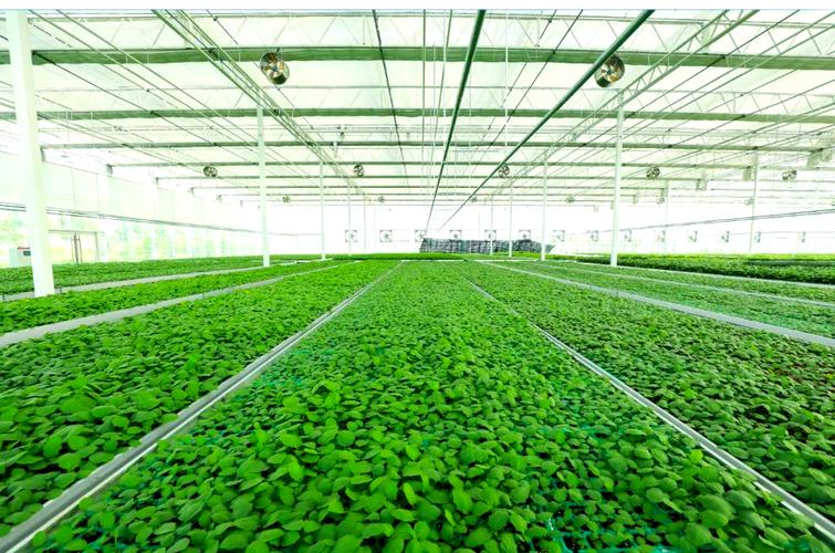 壽光蔬菜種業(yè)集團西環(huán)基地:育苗業(yè)務(wù)全面啟動