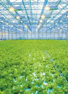 酒泉:蝶變中的種業(yè)強市