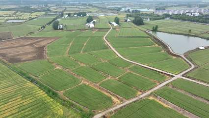 安徽白湖種業(yè)創(chuàng)新研發(fā)兩個小麥新品種，助力種業(yè)高質(zhì)量發(fā)展