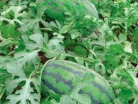 河南歐蘭德種業(yè) 科技創(chuàng)新引領現(xiàn)代農(nóng)業(yè)發(fā)展