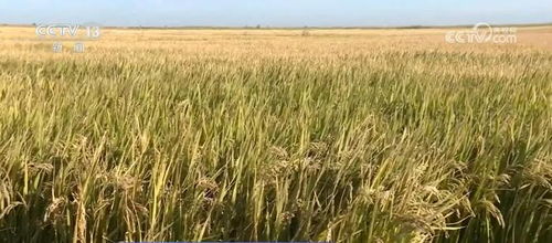 我國(guó)種業(yè)振興行動(dòng)取得階段性成效，初步摸清資源家底