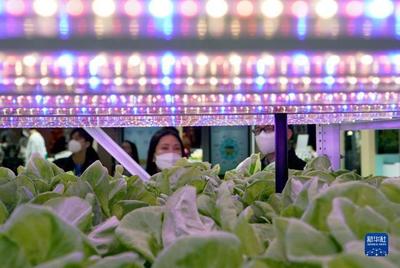 進(jìn)博會(huì)上的農(nóng)業(yè)新篇章 集裝箱里種菜的種業(yè)革命
