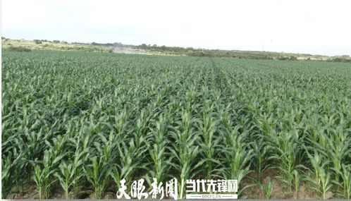 農(nóng)發(fā)行花溪支行發(fā)放600萬(wàn)元貸款，助力種業(yè)小微企業(yè)實(shí)現(xiàn)育繁推一體化產(chǎn)業(yè)建設(shè)