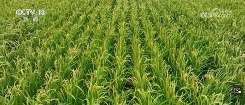 我國(guó)畜禽核心種源自給率超75%，資源保護(hù)體系更加完善