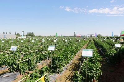 肅州 擦亮種業(yè)“金字招牌”，繪出鄉(xiāng)村振興“繽紛畫卷”